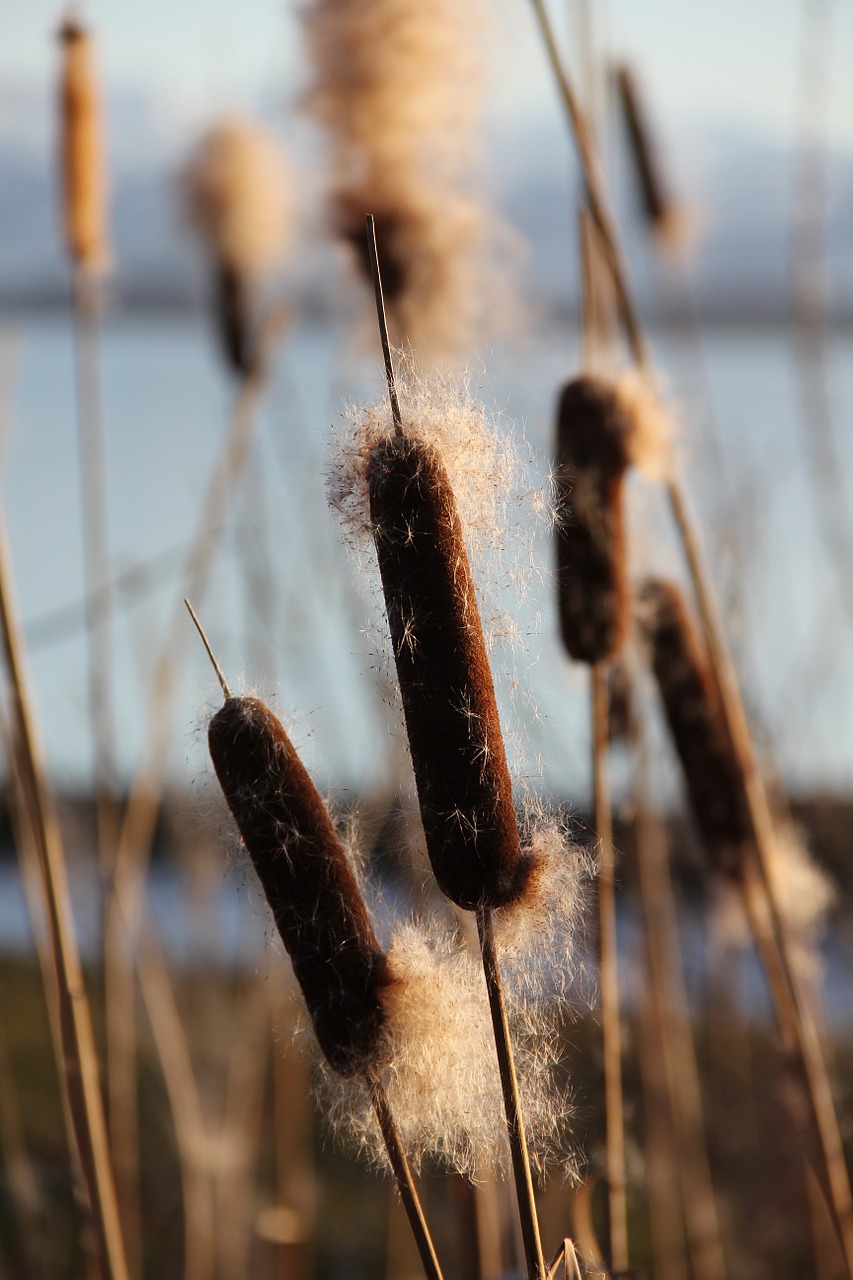 Cattail Reed