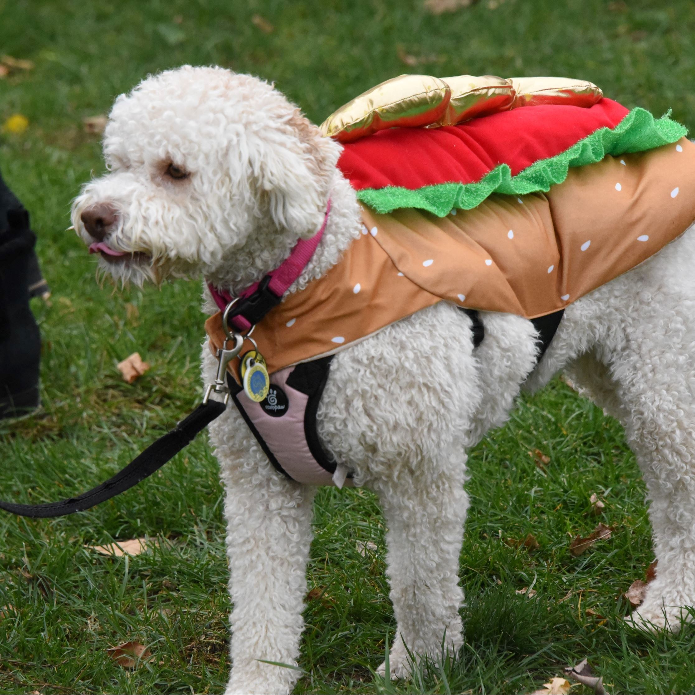 A yellow poodle is dressed as a hot dog for Halloween