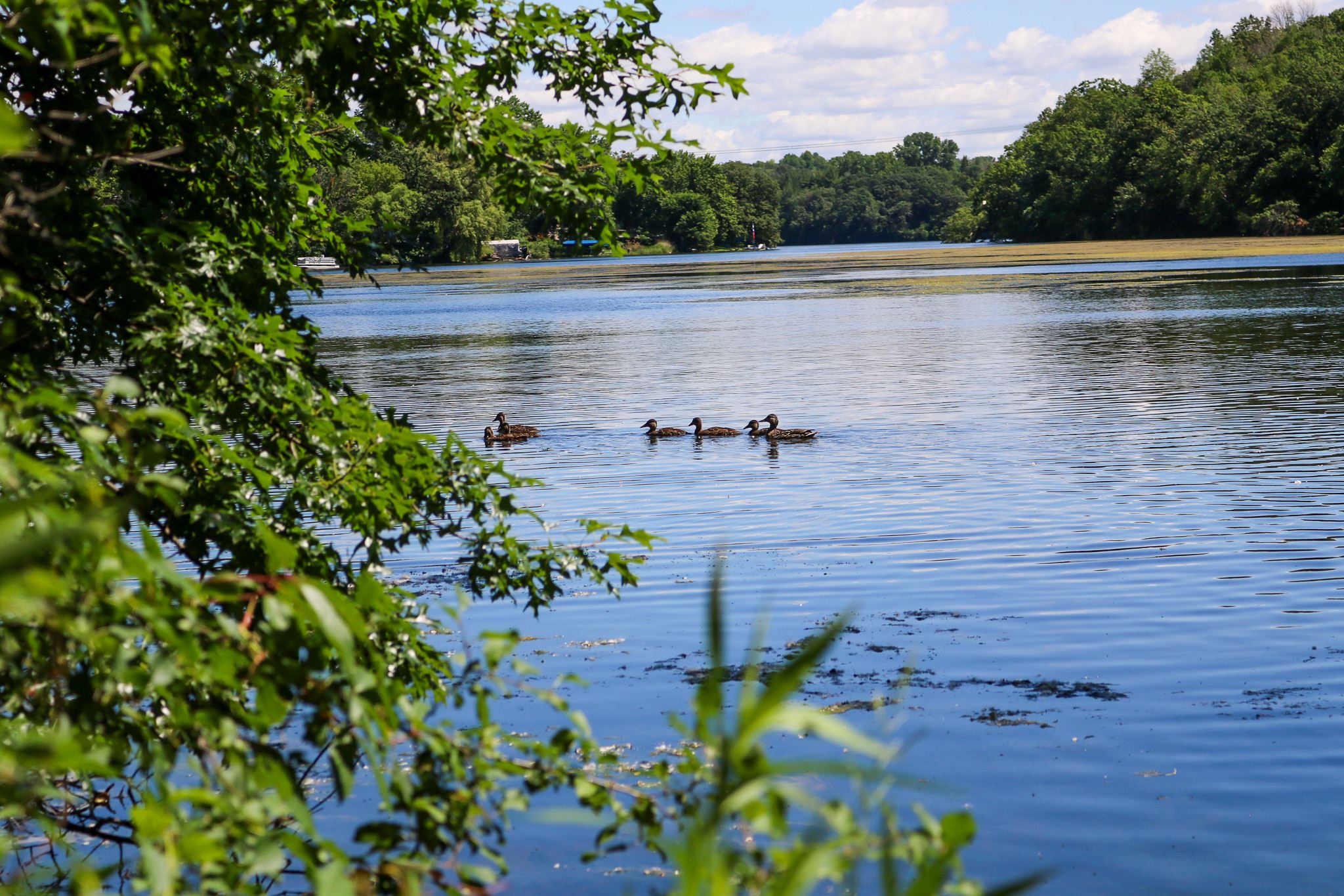 Alimagnet Lake with ducks swimming