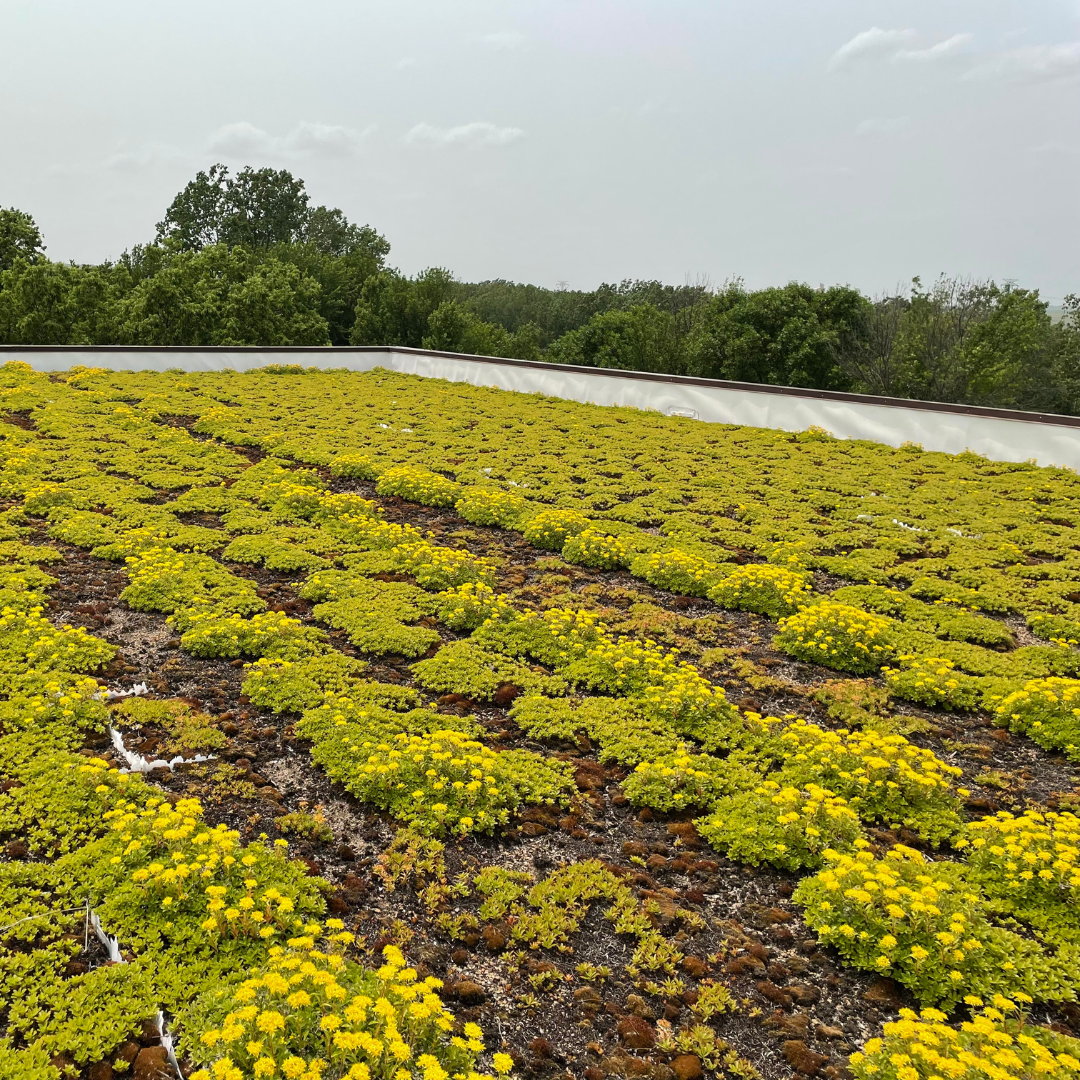 Water Treatment Plant Roof with growing vegetation