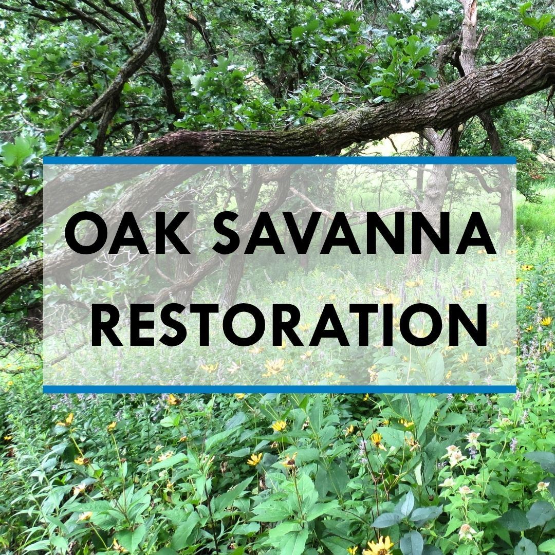 Text: oak savanna restoration with background image of an oak savanna