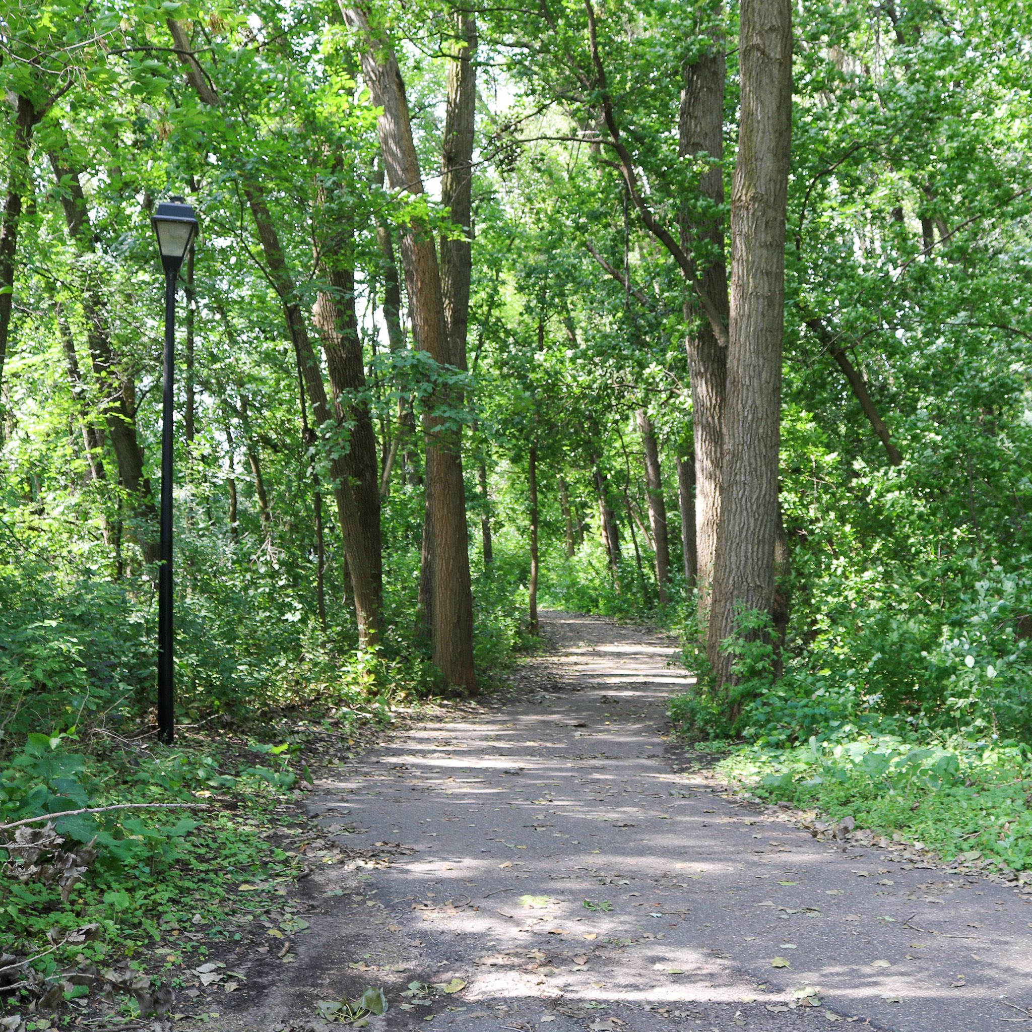 Paved trail surrounded by trees and a light post