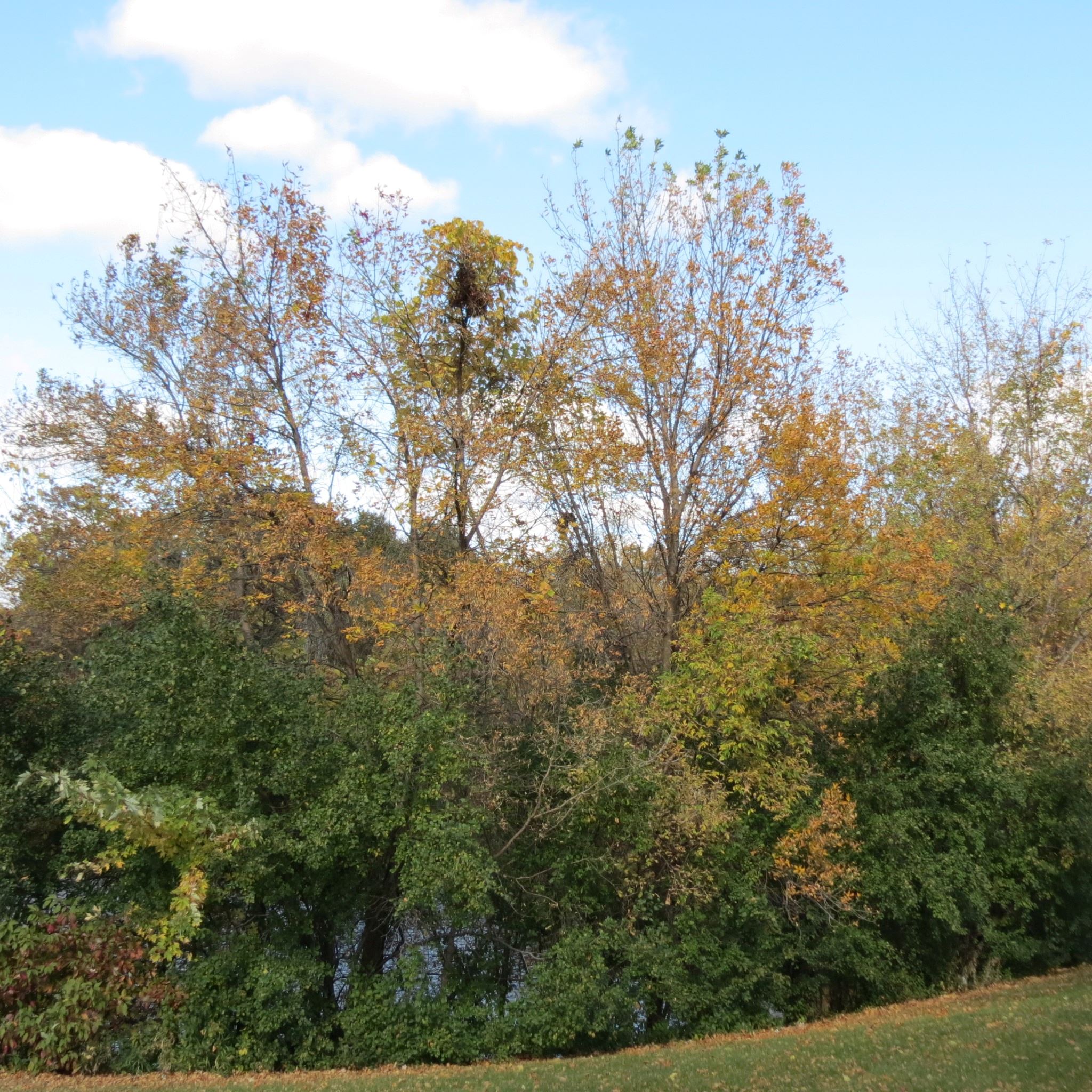 A tree line showing buckthorn, a separation of trees turning fall colors and buckthorn staying green